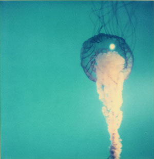 jellyfish
