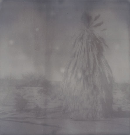 bwpalmtree_web.jpg